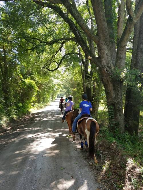 A group of riders on horseback walking down a tree-lined dirt path.