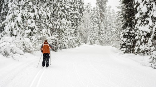 A person skiing on a snowy trail surrounded by tall, snow-covered trees in a winter landscape.