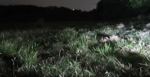 A dimly lit field at night, with tall grass and a faint red light visible in the distance among dark trees.