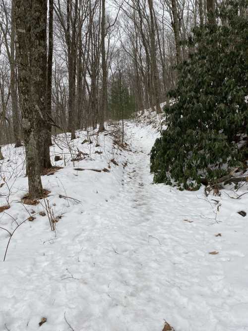 A snowy trail winding through a forest, flanked by trees and a bush, with a cloudy sky above.