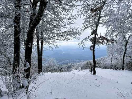 A snowy landscape with frosted trees overlooking a misty mountain view.