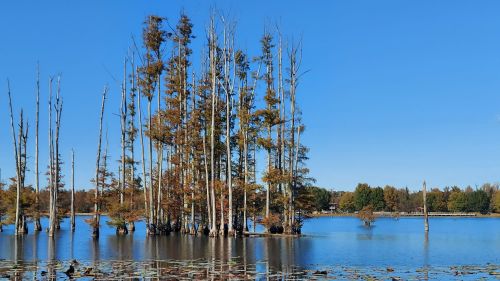 A serene lake scene with tall, bare trees and autumn foliage reflecting in the calm water under a clear blue sky.