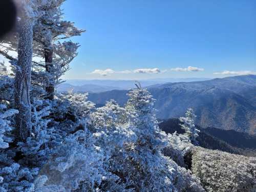 Snow-covered trees overlook a mountainous landscape under a clear blue sky.