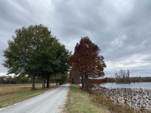 A gravel path lined with trees leads to a calm lake under a cloudy sky. Autumn colors are visible in the foliage.