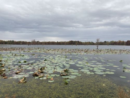 A serene lake scene with lily pads and cloudy skies, surrounded by trees in the distance.