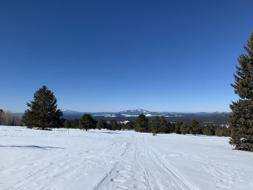 A snowy landscape with evergreen trees and distant mountains under a clear blue sky.