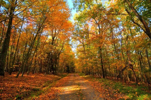 A serene forest path lined with vibrant autumn foliage and fallen leaves under a clear blue sky.