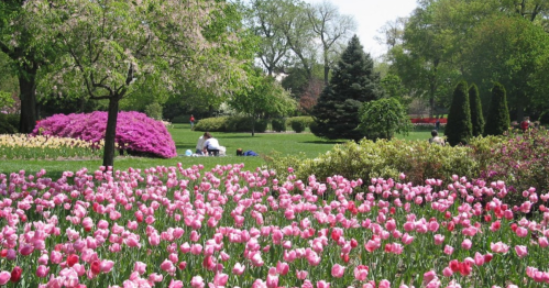 A vibrant garden filled with pink tulips, lush greenery, and blooming trees, with people enjoying the scenery in the background.