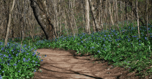 A winding dirt path through a forest, bordered by vibrant blue flowers and green foliage.