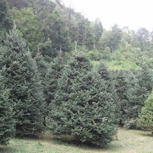 A dense grove of evergreen trees in a lush, green landscape under a clear sky.