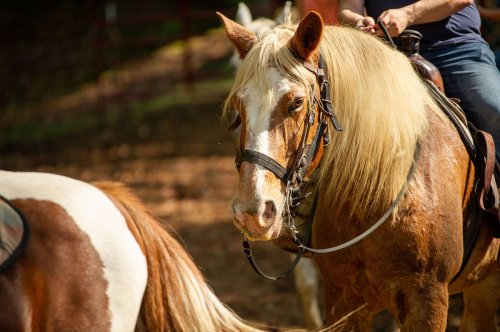 A close-up of a brown and white horse with a flowing mane, wearing a bridle, in a natural outdoor setting.