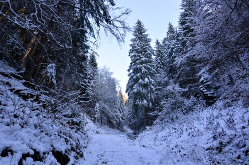 A snowy forest path surrounded by tall evergreen trees under a clear blue sky.