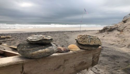 Three shells resting on a wooden plank, with a cloudy beach and ocean in the background.