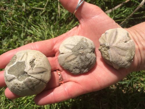 A hand holding three round, textured fossilized sea urchins against a backdrop of green grass.