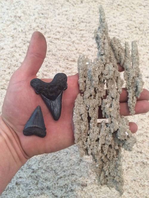 A hand holding two shark teeth and a piece of textured sand or mineral formation on a light-colored surface.