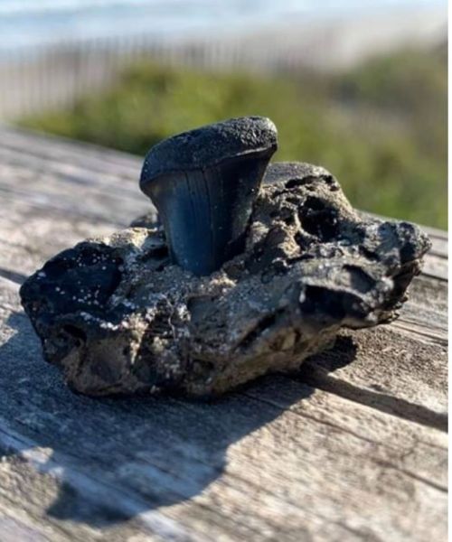 A dark, textured rock with a smooth, rounded top sits on a wooden surface, with a blurred beach background.