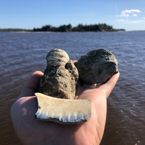 A hand holding three unique shells against a backdrop of calm water and a distant island under a clear blue sky.