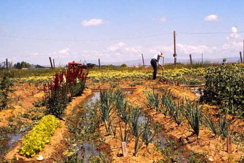 A farmer tends to crops in a vibrant field with rows of vegetables and flowers under a blue sky.