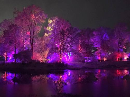 Colorful lights illuminate trees by a calm water body at night, creating a vibrant and enchanting atmosphere.