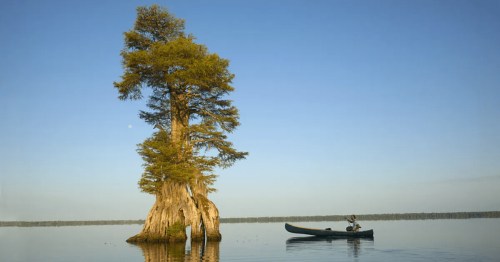 A lone cypress tree stands in calm water, with a person in a canoe nearby under a clear blue sky.