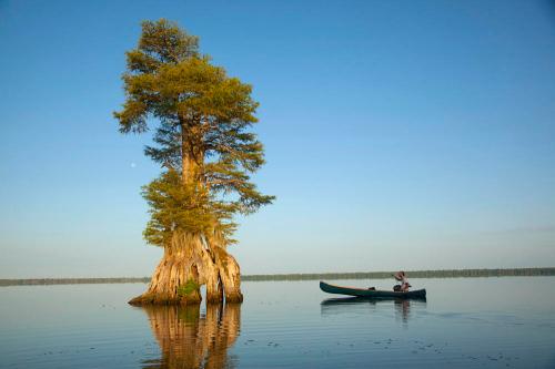 A lone canoeist paddles near a tall cypress tree rising from calm waters under a clear blue sky.