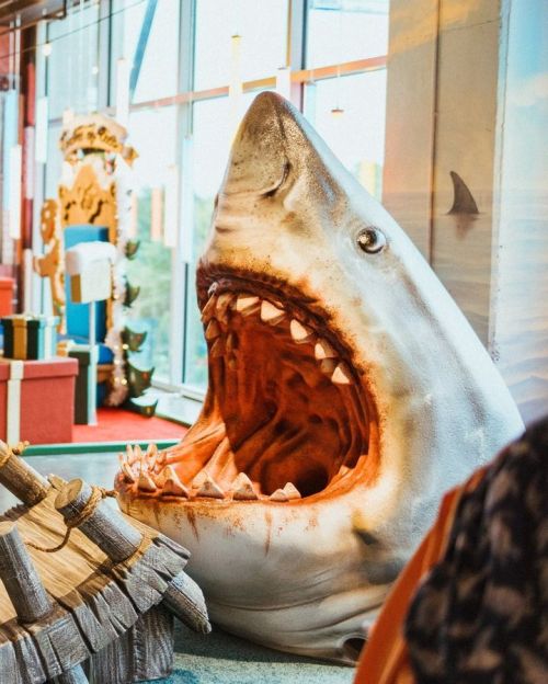 A large, realistic shark head with an open mouth, displayed in a colorful indoor setting.