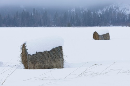 Two hay bales covered in snow sit in a snowy field, surrounded by a forest of evergreen trees and foggy mountains.