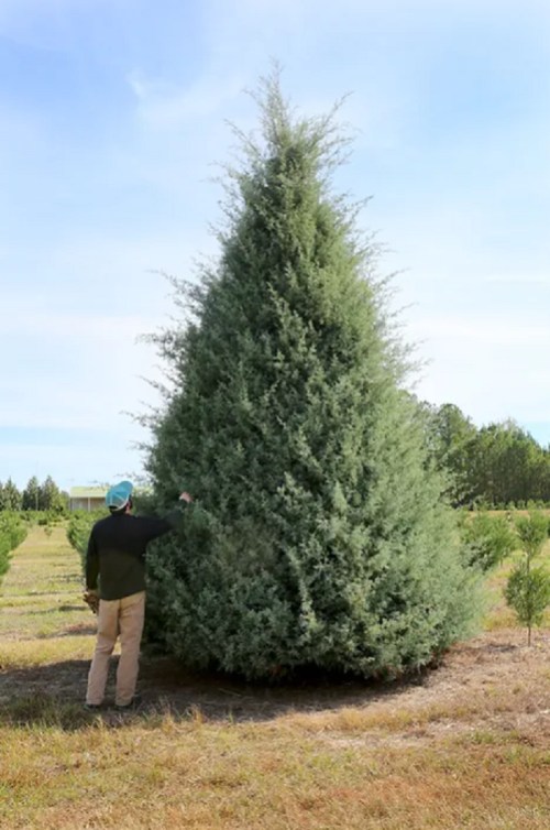 A person stands beside a tall, bushy evergreen tree in a field under a clear blue sky.