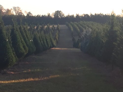 A serene landscape of rows of evergreen trees stretching into the distance under soft sunlight.