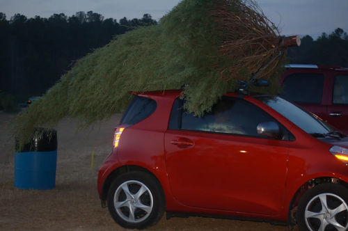 A small red car with a large tree tied to its roof, parked in an outdoor area at dusk.