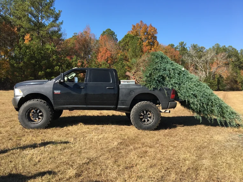 A black pickup truck with large tires carries a large Christmas tree in its bed, set against a grassy field and trees.