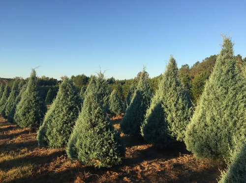 A field of evergreen trees shaped like Christmas trees under a clear blue sky.