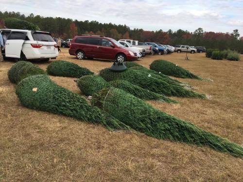 Several Christmas trees wrapped in netting are laid out on grass near parked cars in a field.