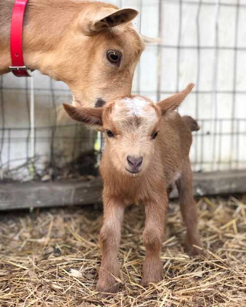 A young goat stands in straw, with a cow's head gently leaning in close behind it.