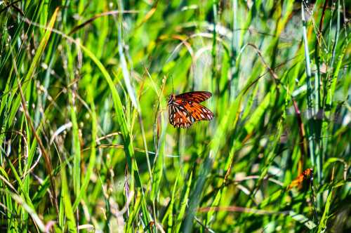 A vibrant orange butterfly perched among tall green grass in a sunny outdoor setting.