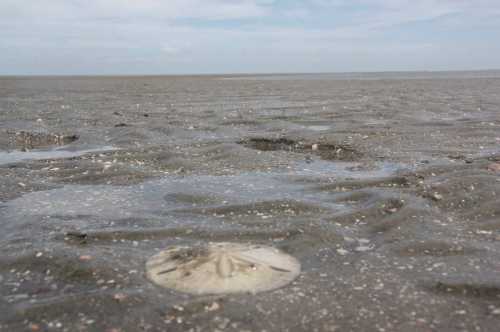 A close-up of a sandy beach with a flat, round object partially buried in the wet sand under a cloudy sky.