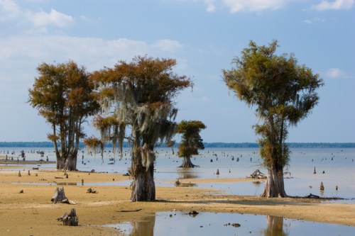 Cypress trees with Spanish moss stand in shallow water against a blue sky, creating a serene landscape.