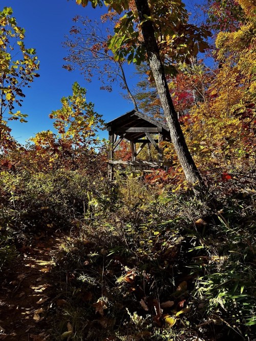 A wooden gazebo surrounded by vibrant autumn foliage under a clear blue sky.