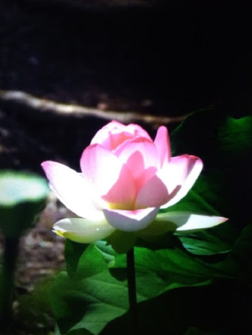 A pink lotus flower blooms gracefully above green leaves in a serene, softly lit environment.