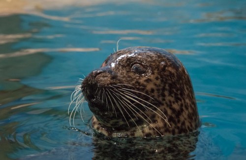 A close-up of a spotted seal's head emerging from clear blue water, with whiskers and a curious expression.