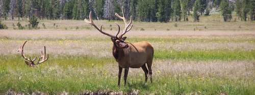 A majestic elk with large antlers stands in a grassy field, surrounded by trees in the background.