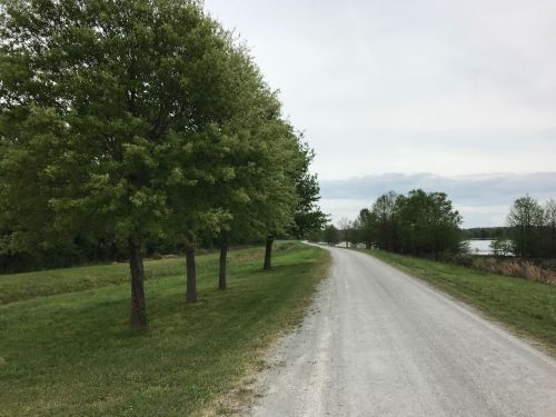 A gravel road lined with green trees, leading towards a calm body of water under a cloudy sky.