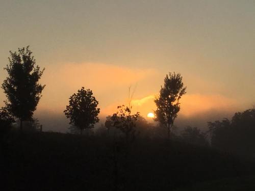 A serene sunrise behind silhouetted trees, with soft fog and warm hues in the sky.