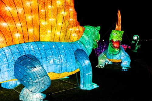 Colorful illuminated dinosaur lanterns in a nighttime display, featuring a spinosaurus and a t-rex.