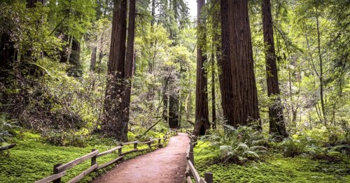 A winding path through a lush redwood forest, surrounded by tall trees and vibrant greenery.