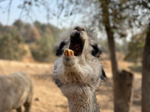 A close-up of a llama with its mouth open, showing its teeth, set against a blurred natural background.
