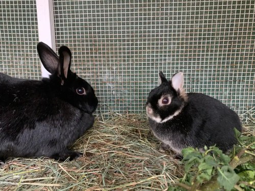 Two rabbits sit on hay in a pen, one larger and black, the other smaller with black and white markings.