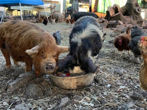 Two pigs eating from a bowl on the ground, surrounded by chickens and a rustic farm setting.