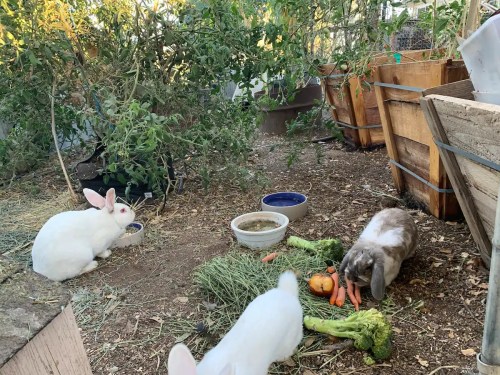 Three rabbits in a garden area, surrounded by vegetables and greenery, with one rabbit eating carrots.