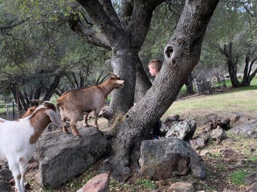 A child interacts with a goat near a tree, surrounded by rocks and greenery in a rural setting.